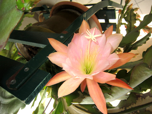 Epiphyllum !!! 4-img_12