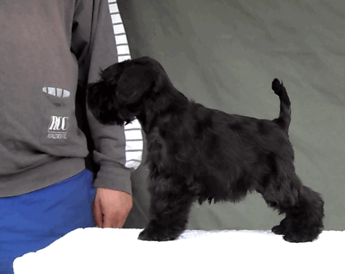   Pachino kennel- new litter black miniature schnauzer Gx100510