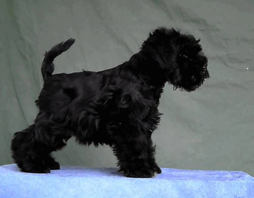   Pachino kennel- new litter black miniature schnauzer Sam_1910