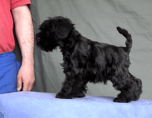   Pachino kennel- new litter black miniature schnauzer Sam_1914