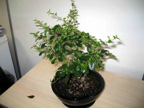 Please Can Someone Id My Bonsai
