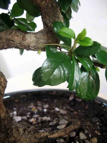 Please Can Someone Id My Bonsai