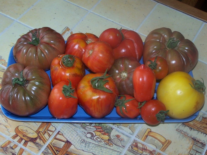 tomates et cie 100_0822
