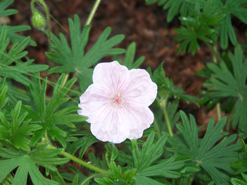 Geranium sanguineum 100_1212