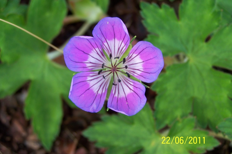 Geranium  - Page 2 100_1539