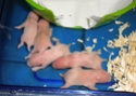 Bébés hamsters surprises... help ! - Page 2 Dscn2514