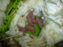 Bébés hamsters surprises... help ! P1910115