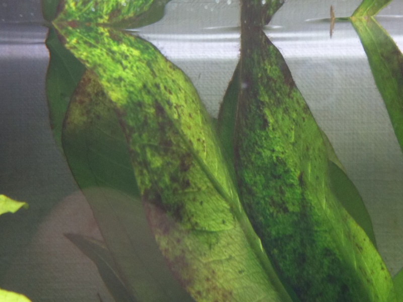 Algue brune sur les plantes  Photo210