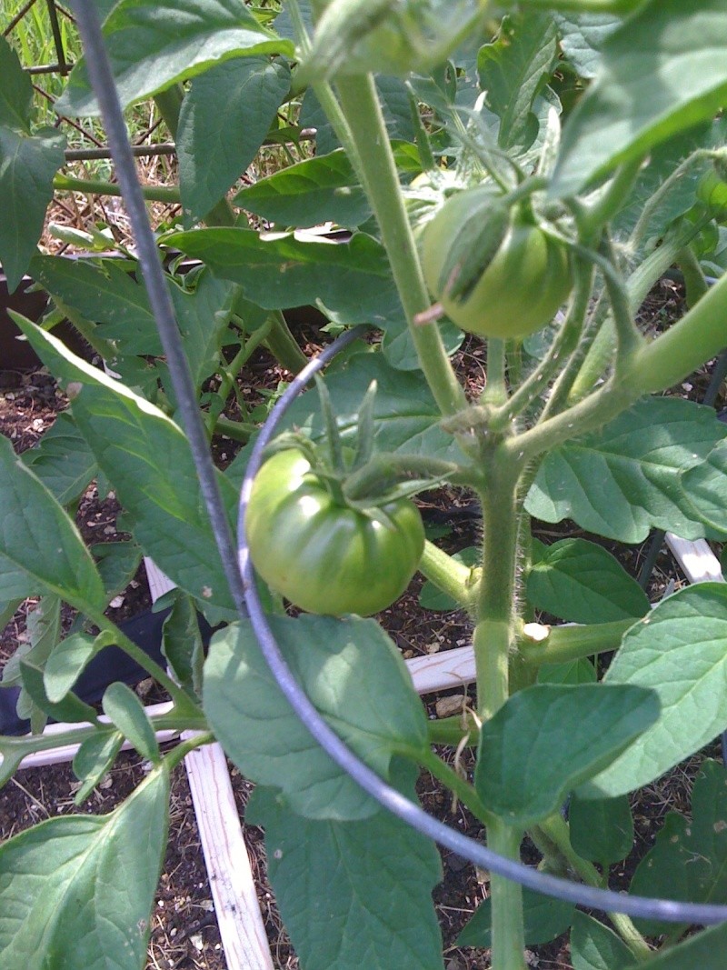 Tomato Tuesday/Mid-Atlantic Region Img_0825