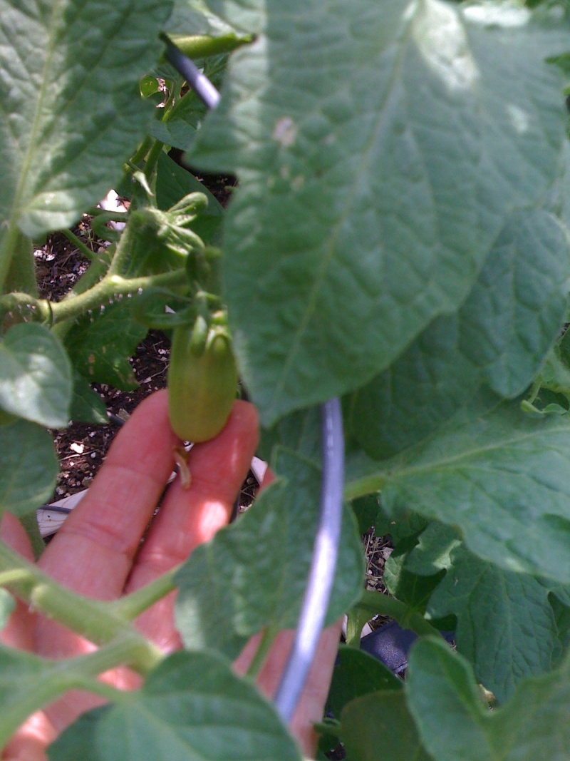 Tomato Tuesday/Mid-Atlantic Region Img_0827