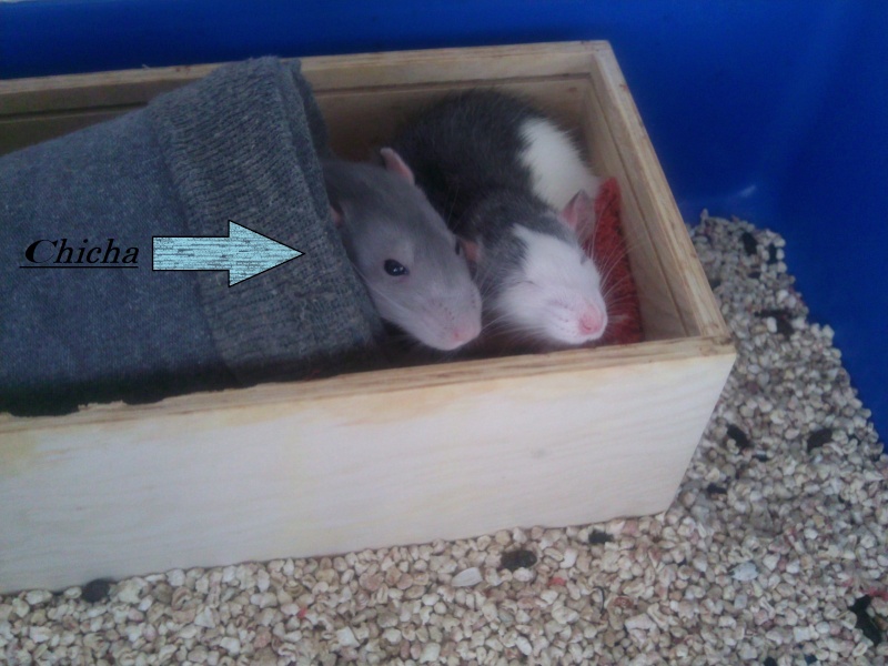 [Rat] Chicha, femelle de 8 mois (84) Chicha15