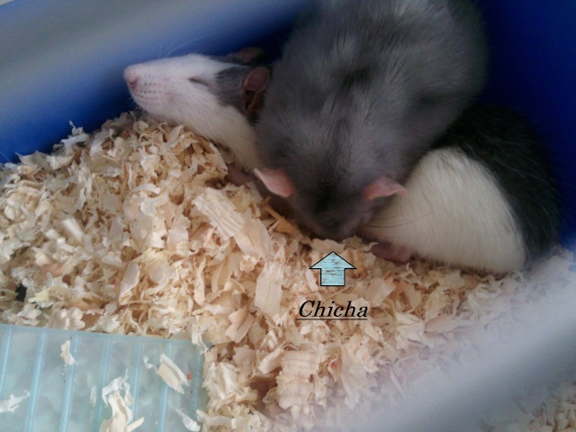[Rat] Chicha, femelle de 8 mois (84) Chicha17