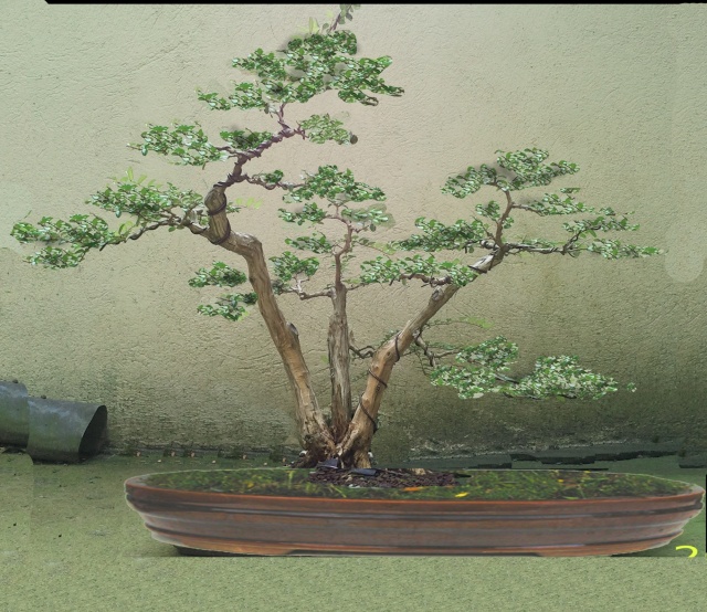 Lonicera nitida, votre avis m'intéresse - Page 2 Futur210