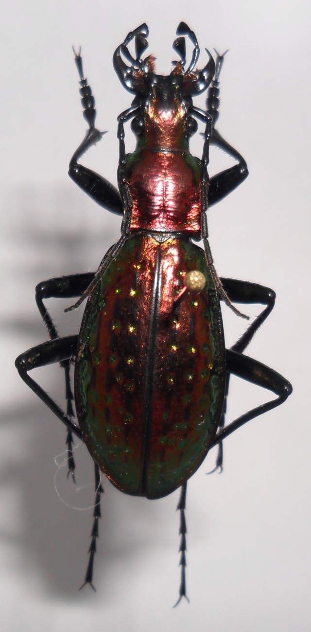 [C.(Chrysocarabus) rutilans] rutilans Sam_0020