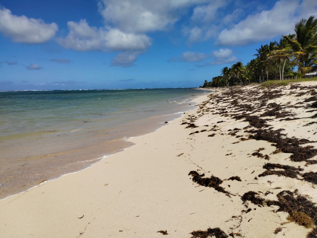 Souvenirs de Guadeloupe Sargas10