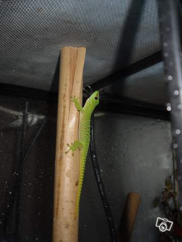 Phelsuma madagascariensis grandis 39391810