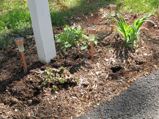 Lisa's Sad Gardening Thread Img_0612