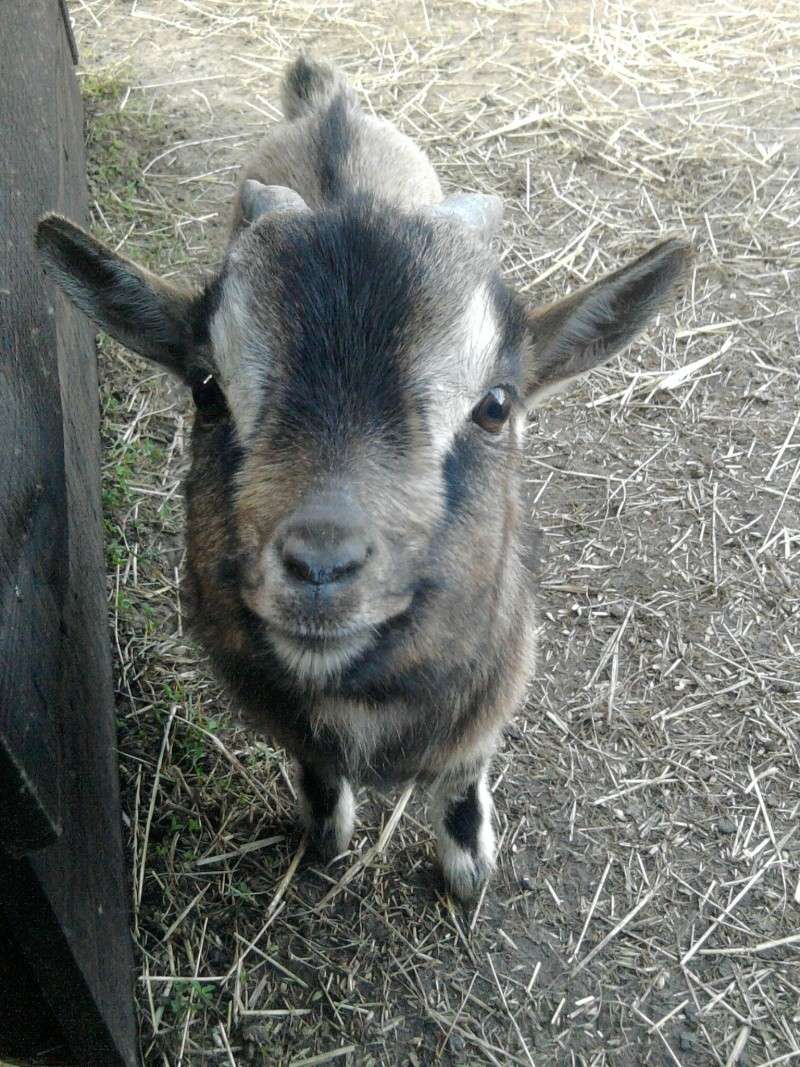 Voici mes trois chevres naines et mon bouc nain Photo031