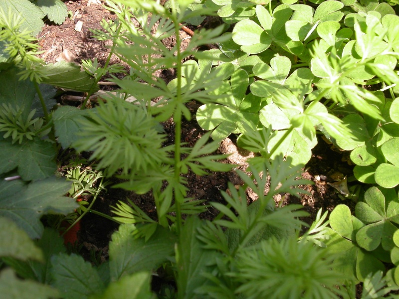 Nigelle de Damas / Nigella damascena - Page 2 1-410