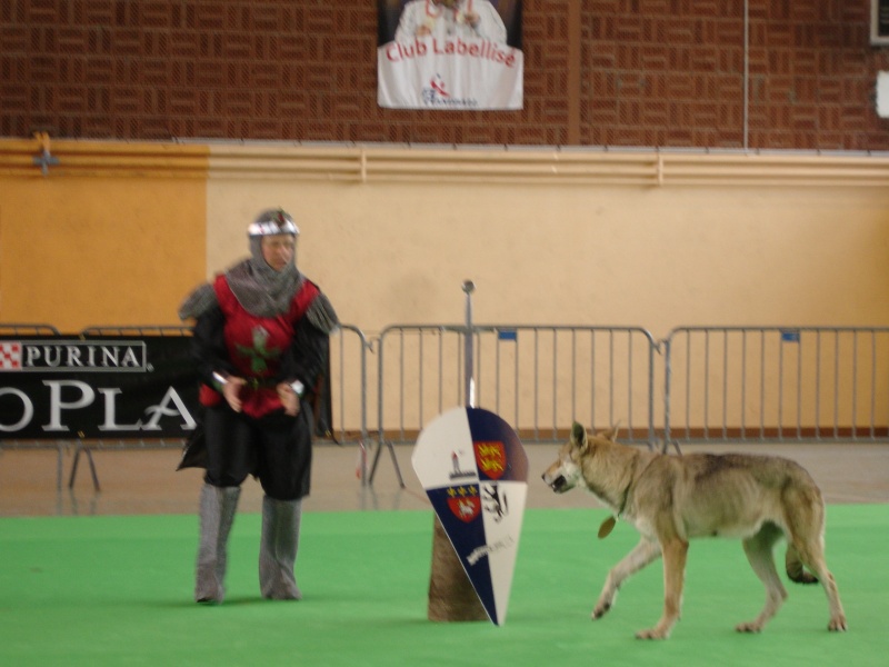 Obé Rytmée... Cette Année, On "Chevaliérise" La Souris !!! Dsc07310