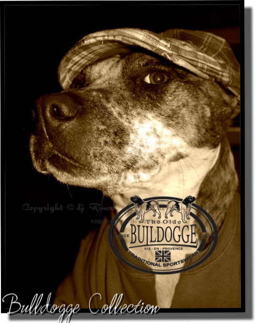 www.bulldoggeboutique.com A_nc_b14