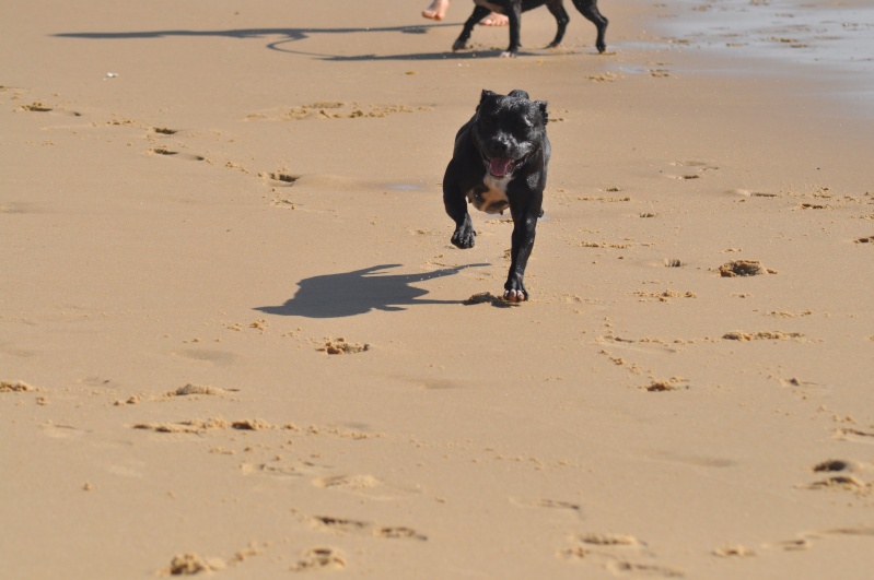 Baya et Little Thing on the beach :)  Bayath32