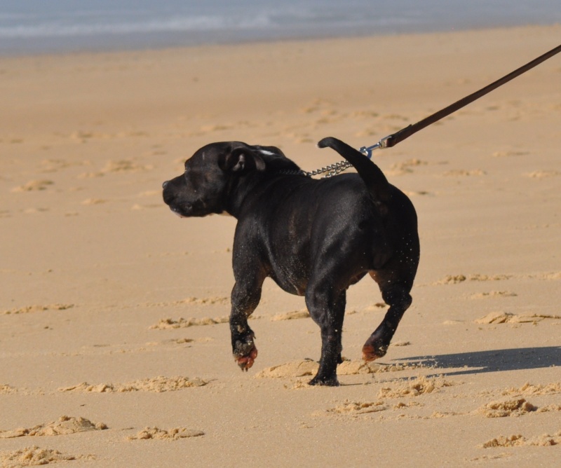 Baya et Little Thing on the beach :)  Bayath45