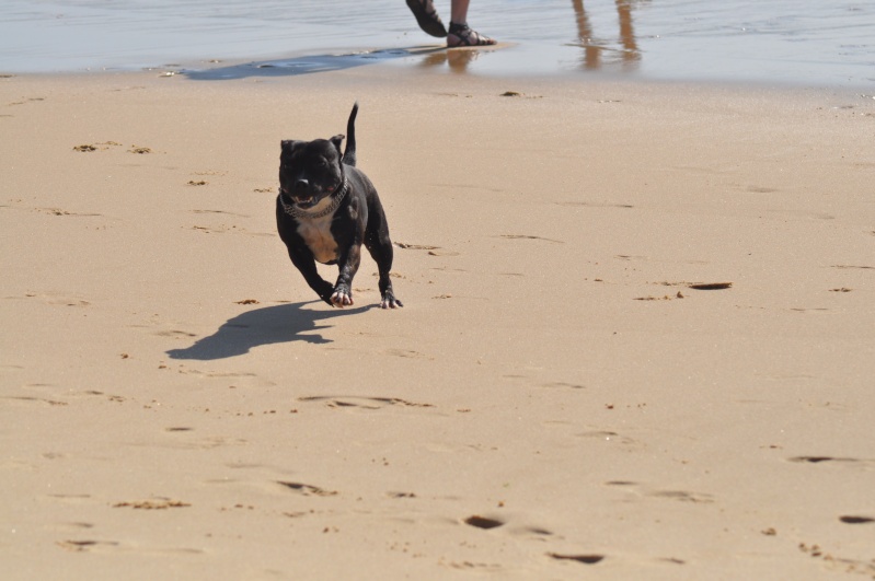 Baya et Little Thing on the beach :)  Bayath77