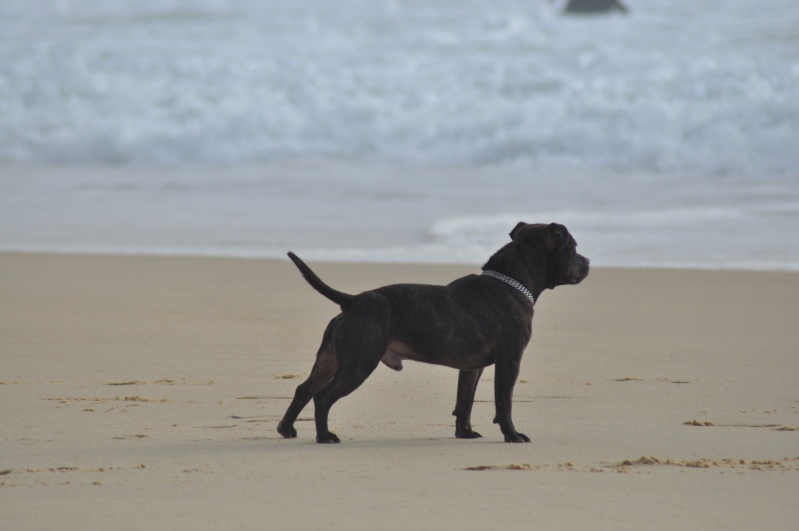 Shelsea et Power on the beach :) Beach033