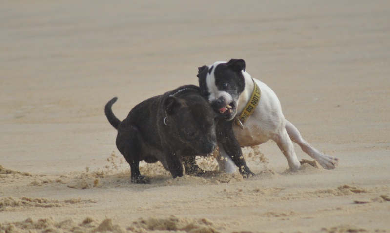 Shelsea et Power on the beach :) Beach038