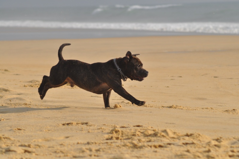 Shelsea et Power on the beach :) Beach093