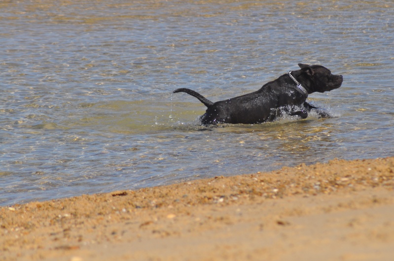 Ruffian et Dwilys on the beach :)  Dwilys56