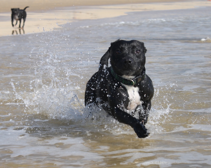 Baya et Little Thing on the beach :)  Img_1311