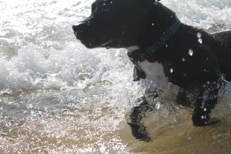 Baya et Little Thing on the beach :)  Img_1313