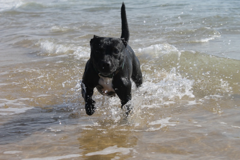 Baya et Little Thing on the beach :)  Img_1318