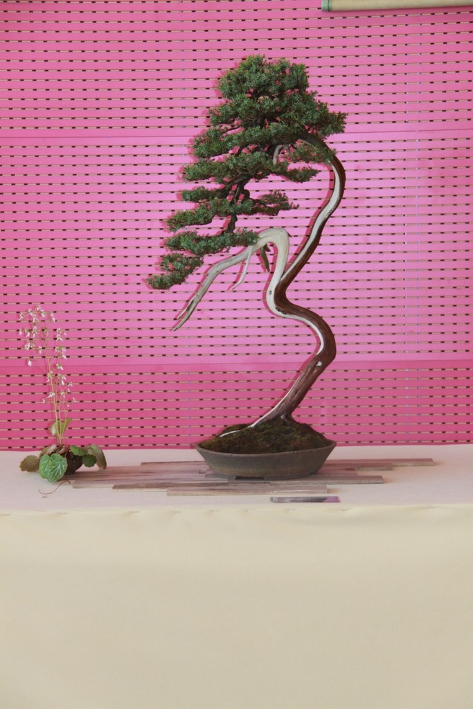 EAST MEETS WEST International Bonsai Exhibition 20-22 May 2011 Poland Img_3511