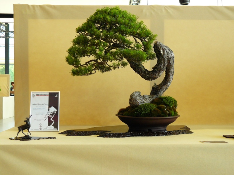 EAST MEETS WEST International Bonsai Exhibition 20-22 May 2011 Poland P1150211