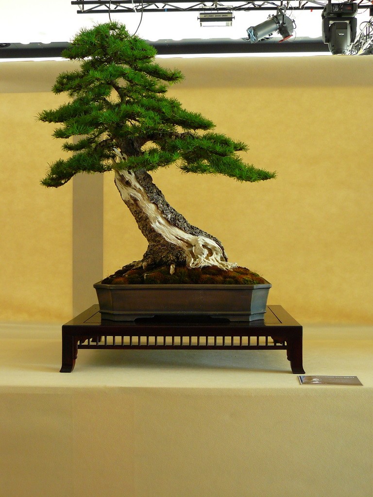 EAST MEETS WEST International Bonsai Exhibition 20-22 May 2011 Poland P1150212