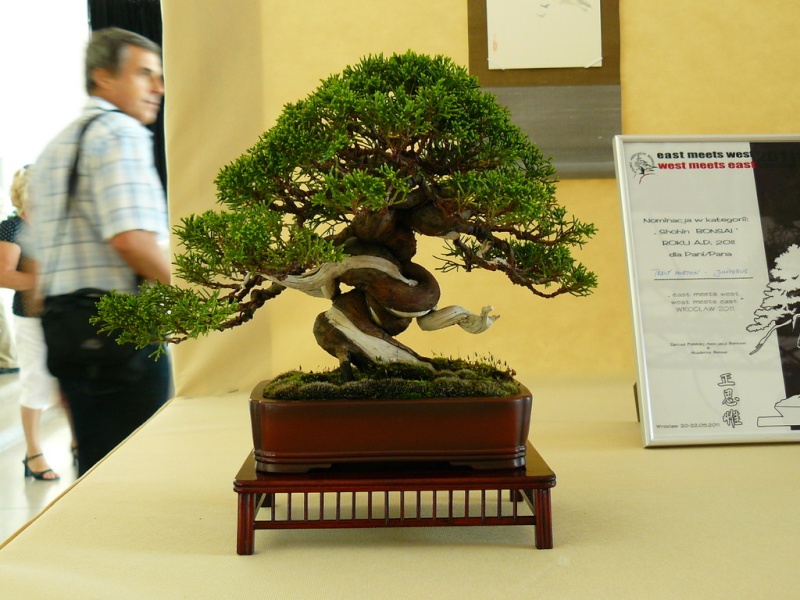 EAST MEETS WEST International Bonsai Exhibition 20-22 May 2011 Poland P1150213