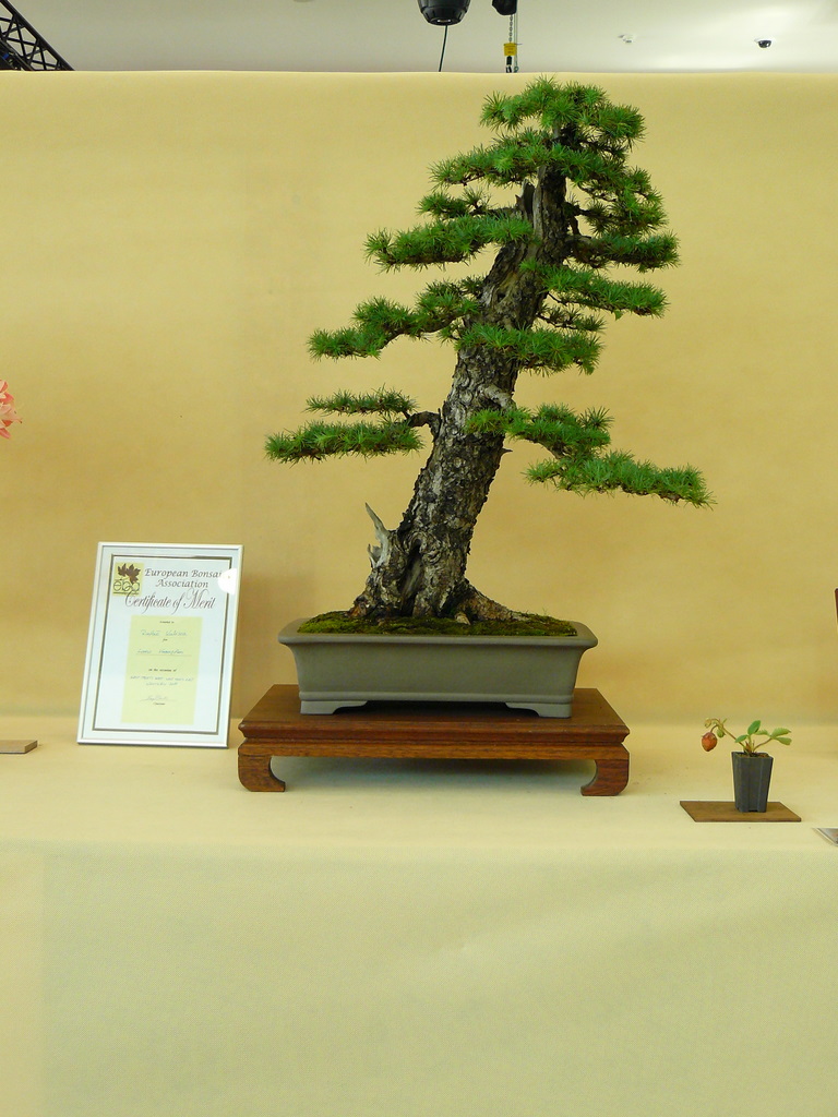 EAST MEETS WEST International Bonsai Exhibition 20-22 May 2011 Poland P1150410