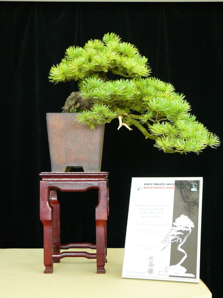 EAST MEETS WEST International Bonsai Exhibition 20-22 May 2011 Poland P1150511