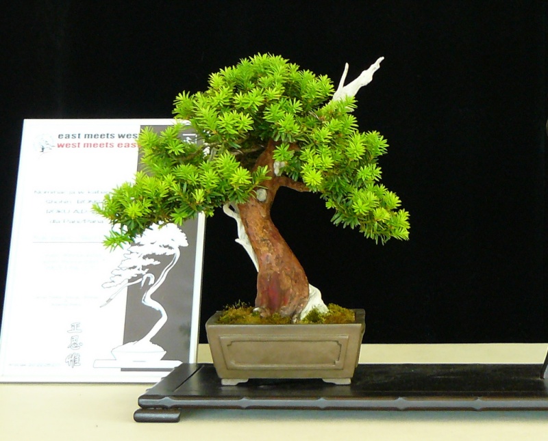 EAST MEETS WEST International Bonsai Exhibition 20-22 May 2011 Poland P1150512