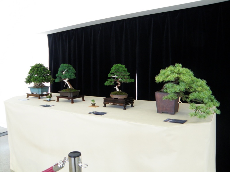 EAST MEETS WEST International Bonsai Exhibition 20-22 May 2011 Poland P5200018