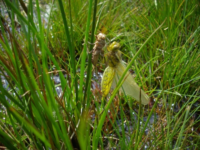 Orchidée??   + libellule et sa mue (Dactylorhiza maculata) Libell10