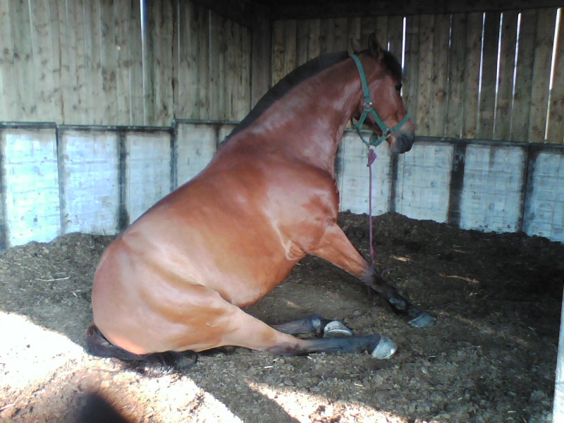 [Equitation] Mon ancien métier, ma passion P10-0610