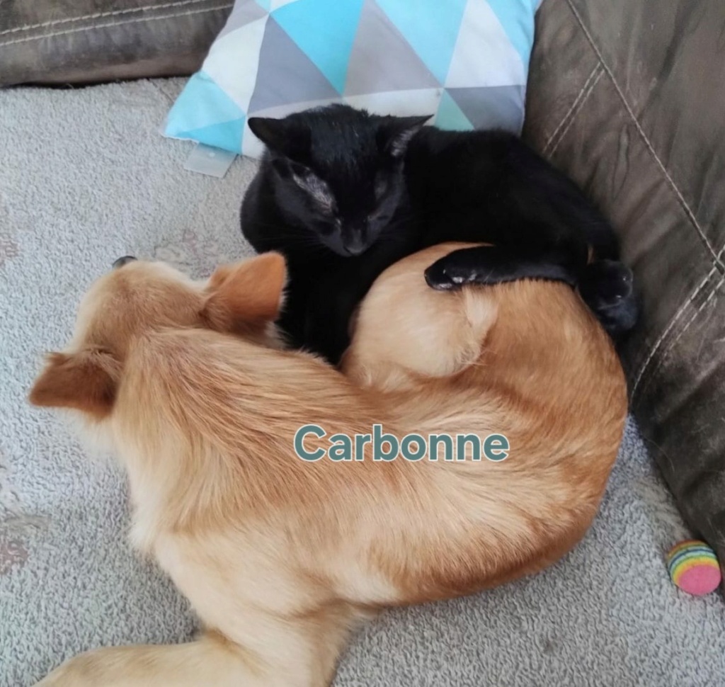Carbone chaton noir né en juillet 2023 Carbon11