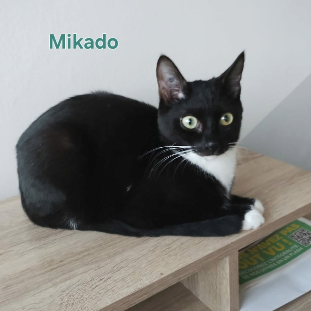 Mikado chaton noir et blanc né en mars 2023 Mikado13