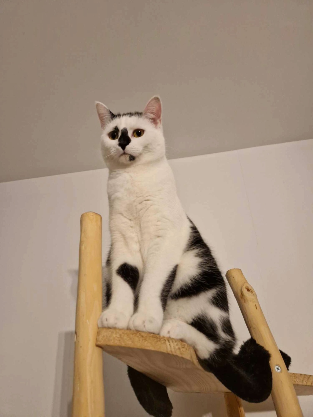 Piano chaton noir et blanc né en avril 2023 Piano_11