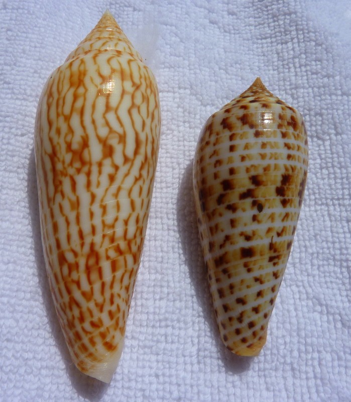 Conus (Phasmoconus) ranonganus   da Motta, 1979 P1010411