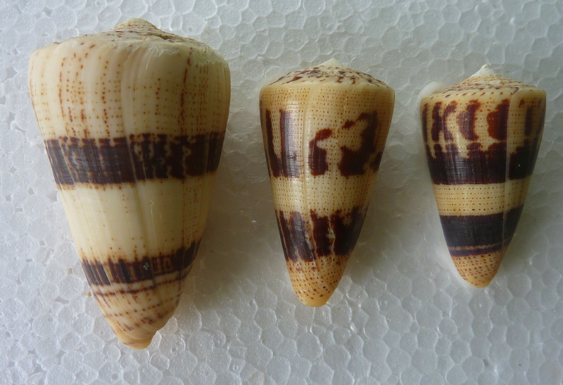 Conus (Strategoconus) augur [Lightfoot], 1786 P1020522